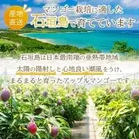 2L～3L マンゴー3～6玉（約2kg） KP-25