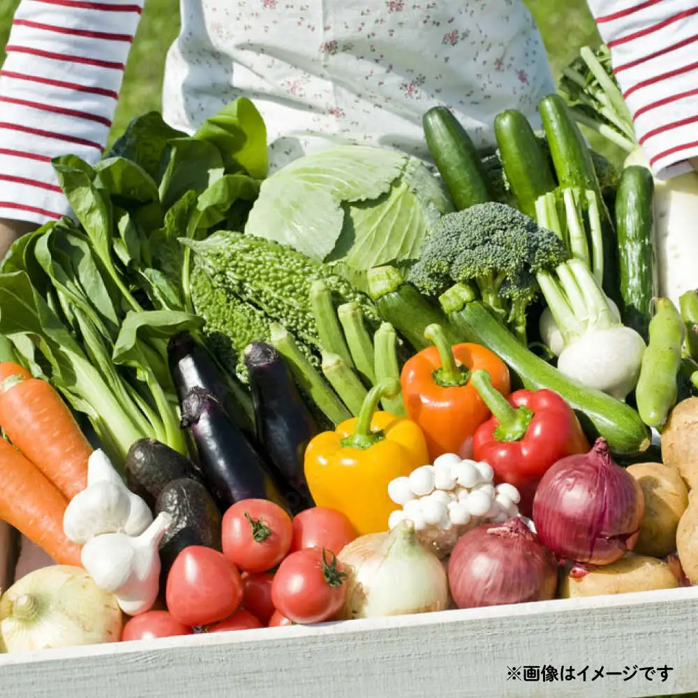 野菜のプロが選ぶ 旬の野菜セット 12?13品目 野菜定期便 / 野菜 やさい セット 新鮮 / 南島原市 / 愛2農園[SGG005]