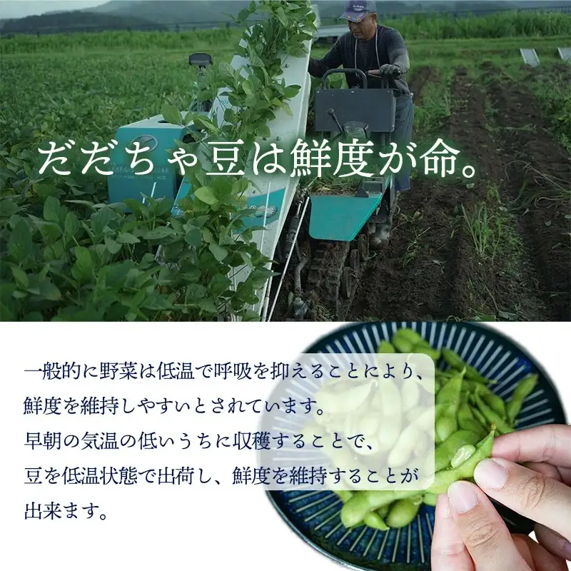 【令和8年産先行予約】【訳あり】白山だだちゃ豆　3kg（1kg × 3袋）　長五郎