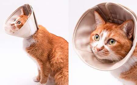 【Mサイズ】ぽぽねこ 軽くて柔らかい猫用エリザベスカラー 傷口が見えにくい・ソフト・軽量タイプ「共通返礼品」 | 布製 防汚 撥水 撥油素材 エリザベスカラー ペット ペット用品 ねこ ネコ 茨城県 守谷市