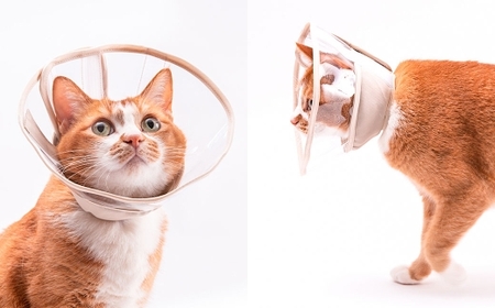 【Mサイズ】ぽぽねこ 軽くて柔らかい猫用エリザベスカラー 視界良好・ソフト・軽量タイプ「共通返礼品」 | 布製 防汚 撥水 撥油素材 エリザベスカラー ペット ペット用品 ねこ ネコ 茨城県 守谷市