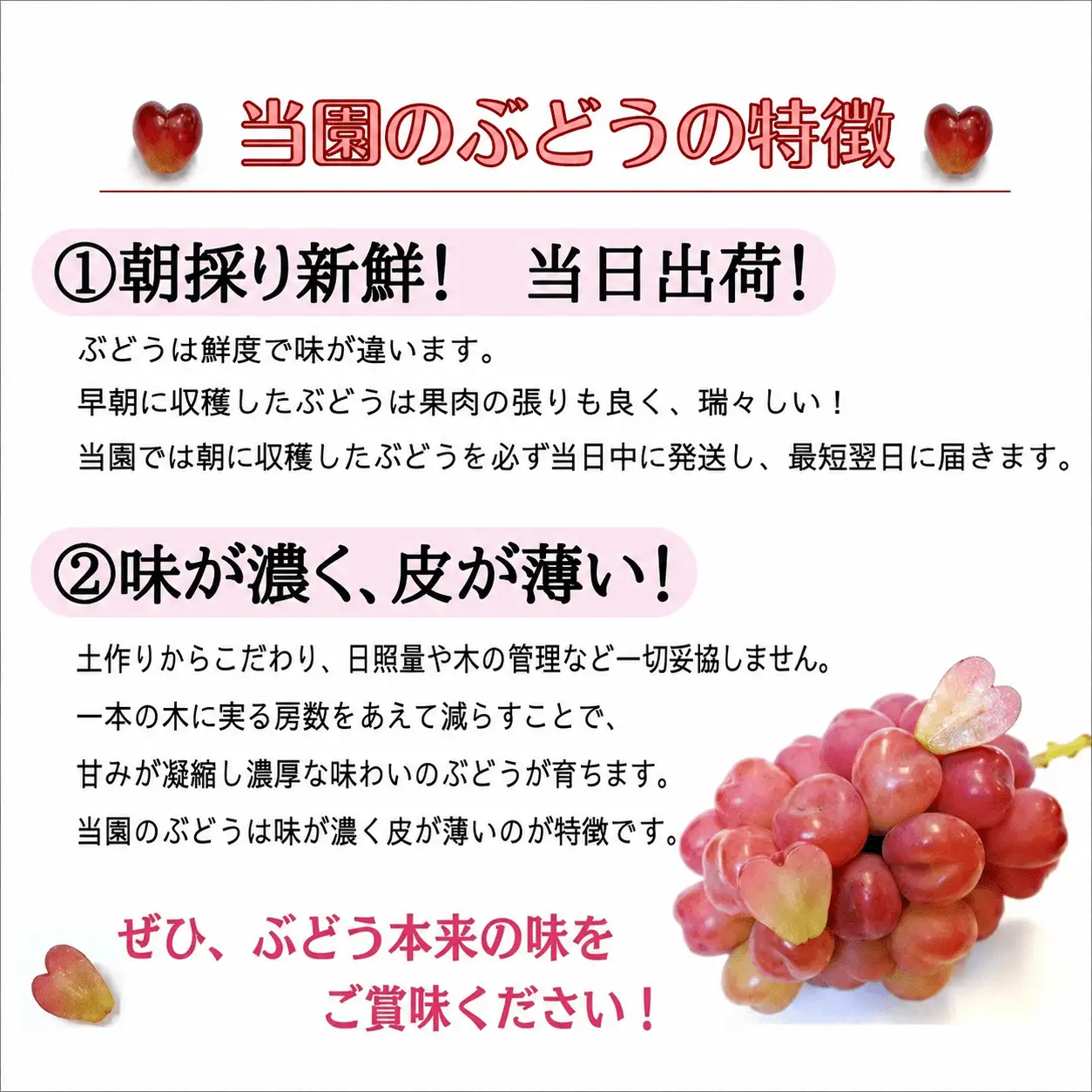 【2回定期便】 シャインマスカット 岡山県産ブドウ シャインマスカット＆マイハート入り定期便2.4kg(４～６房)  【hfbd-tkb005-02】