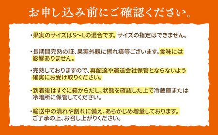 【2027年1月以降順次発送】樹上完熟みかん 5kg / 柑橘 国産 フルーツ / 佐賀県 / 吉田みかん園 [41ABAG003]