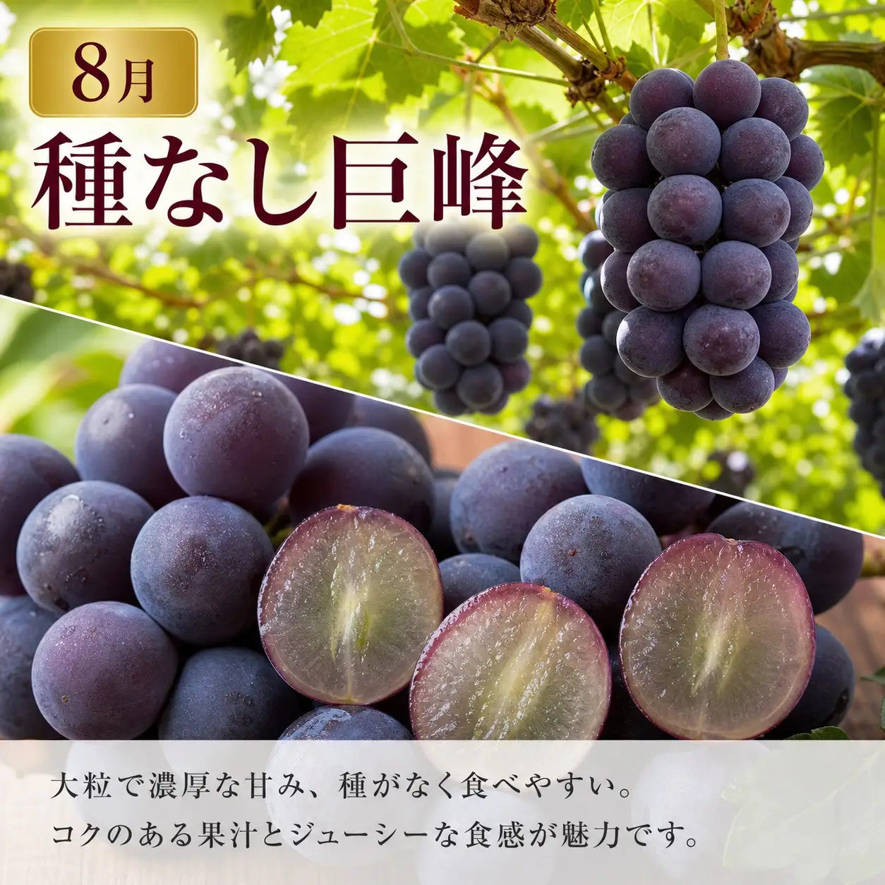 定期便 8・9月発送 紀州有田産旬のフルーツセット（種なし巨峰×2房（約800g〜1kg）・梨×3玉 化粧箱入）