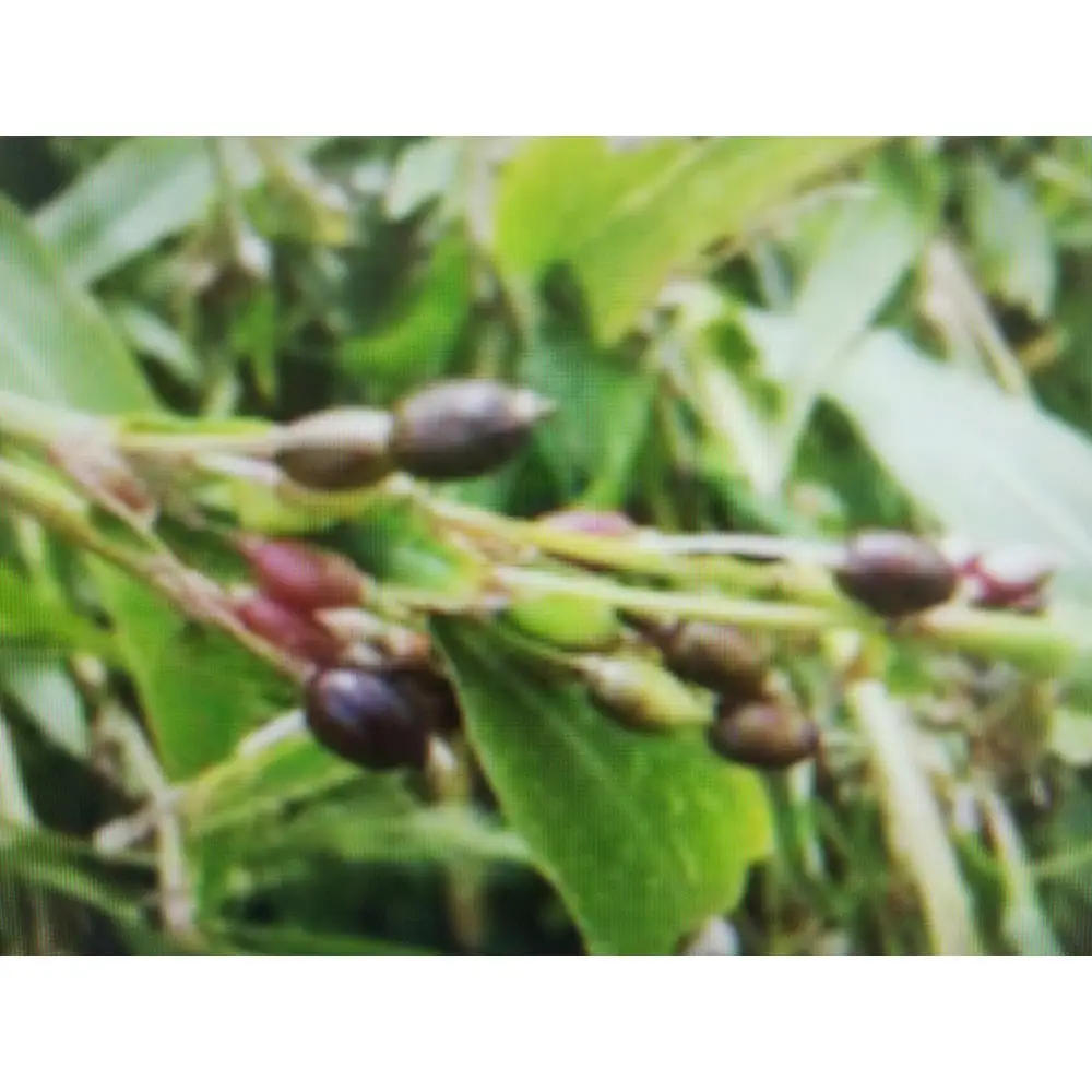 自家栽培はとむぎ茶２袋（１袋12ｇ×50個）