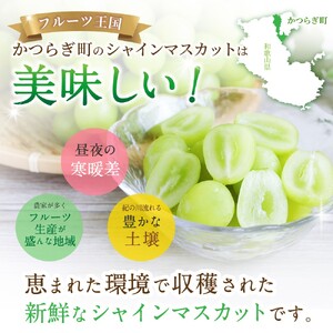 【先行予約】 朝摘み シャインマスカット 秀品 2房（約1.2kg）こだわり農家厳選！【2026年8月末から9月末順次発送予定】/ フルーツ ぶどう ブドウ 葡萄 マスカット 和歌山県 かつらぎ町 ジューシー 厳選 産地直送 果物 【kgr035】