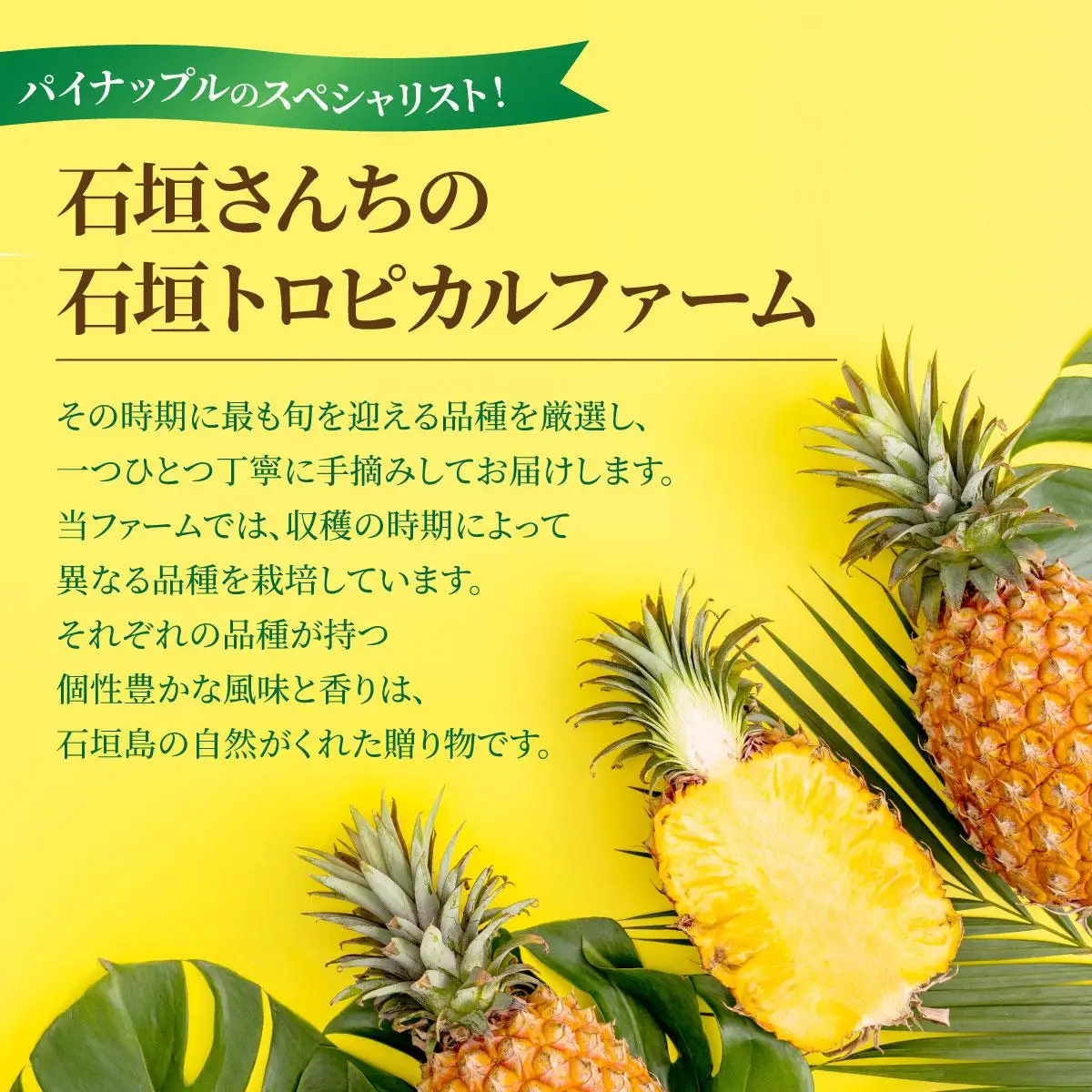 【先行予約】【訳あり】 石垣さんちのおすすめパイン詰め合わせ 8～10玉  (約5kg)《2027年5月上旬頃から順次発送》 TP-21