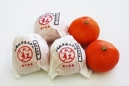 『越冬小原紅早生みかん』約3kg【予約受付中！令和9年1月中旬より発送！】【B-33】 