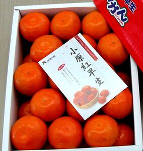 『小原紅早生ハウスみかん』約2kg【予約受付中！令和9年6月下旬より発送！】【B-26】