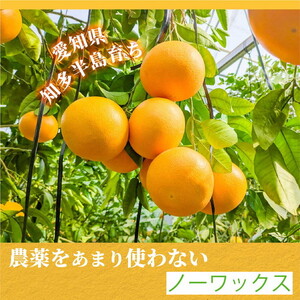 国産グレープフルーツ 家庭用7kg（15～20玉） ※2027年5月上旬～8月上旬頃に順次発送予定