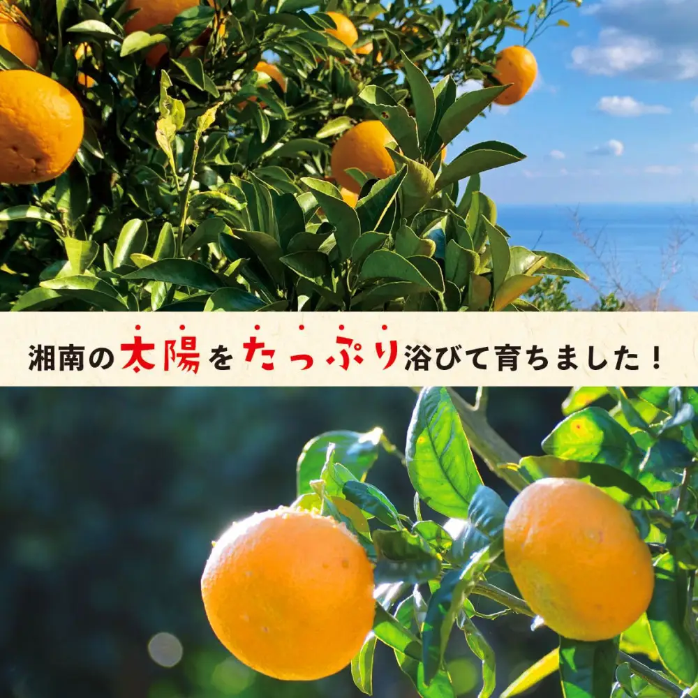無添加ドライフルーツ(キウイ)16g×2袋入【 神奈川県小田原市 】