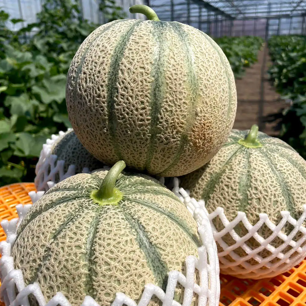 【4回定期便】プロ厳選 旬のフルーツ定期便 / 果物 フルーツ 果物定期便 フルーツ定期便 / 南島原市 / 愛2農園[SGG002]