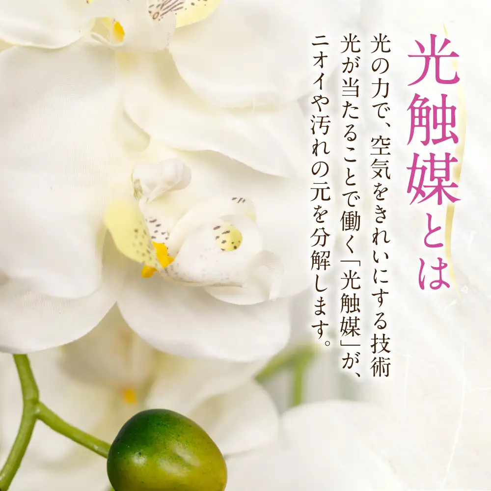 光触媒造花胡蝶蘭 3本立（イエロー)｜胡蝶蘭