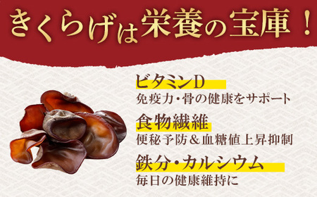 群馬県産 生きくらげ (こたちゃんきくらげ) 500g 無添加 無農薬 国産