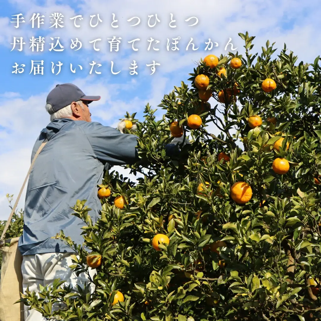徳村のぽんかん Lサイズ＜10kg＞