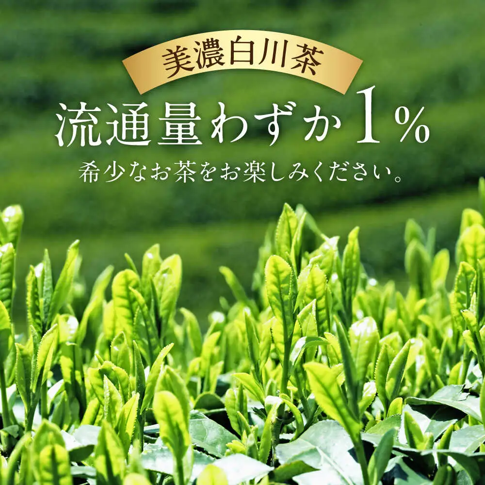 【12回定期便】緑茶ペットボトル 500ml×24本入/ 白川園本舗[AWAT008]緑茶