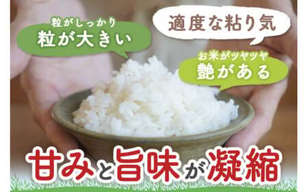 【令和7年産】〈白米〉 つや姫 10kg ＜1回のお届け＞ （特別栽培米） 山形県産 しらたかのお米 【2025年11月上旬発送開始予定】