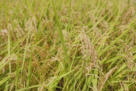 【R7年産】愛媛県 久万高原町 コシヒカリ10kg 玄米 ｜ お米 コメ こめ 令和7年産 10kg ご飯 ごはん 朝食 昼食 家庭用 栄養 玄米 ※北海道・沖縄・離島への配送不可