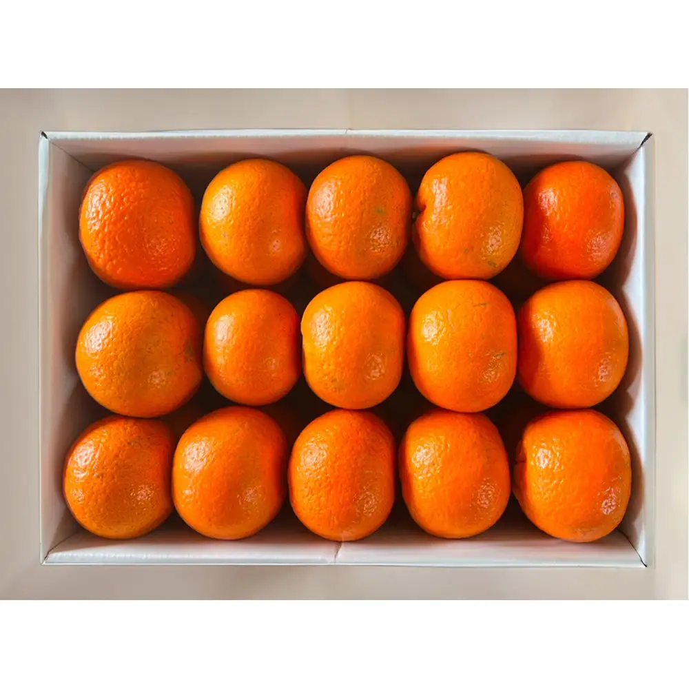 【相良パーティ】『ハローたんかん』屋久島産【M,Lサイズ5kg】｜たんかん