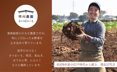 里芋 堀兼の里芋 贈答用 2.5㎏ | 市川農園 狭山市 埼玉県