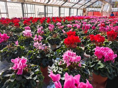 大倉花園のシクラメン（6号）｜秦野の花 シクラメン 観葉植物 クリスマス