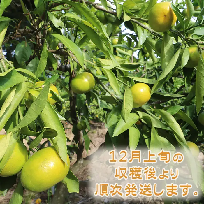 【鴨川の柑橘】甘みと酸味の絶妙なバランス 温州みかん『宮川早生』10kg 《数量限定》《先行予約》《12月上旬発送》 早生みかん 柑橘 サイズ不揃い 産地直送 冬みかん [古泉農園][0019-0011]