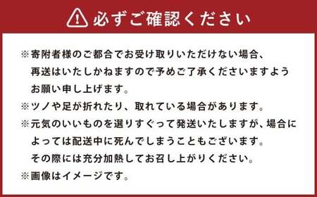 伊勢海老 1kg以上 伊勢エビ イセエビ 海鮮 魚介 冷蔵 愛媛県【2026年9月上旬-2027年4月下旬発送予定】 （846）
