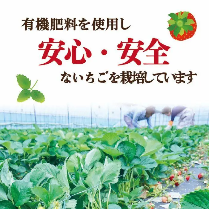 【2027年1月～2月出荷予定】完熟 あまおう イチゴ 350g×2パック(約700g)＜配送不可：北海道、沖縄県、離島＞