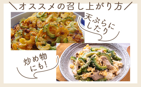 【2026年10月以降順次発送】ゴーヤ ２ｋｇ 家庭用 yr-0074