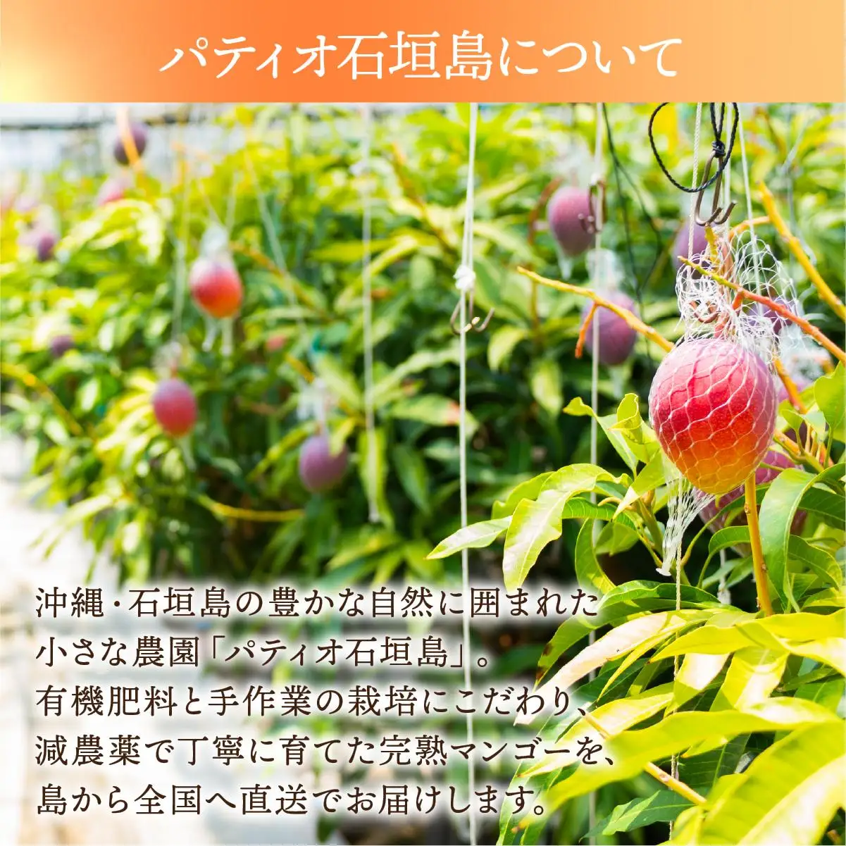 手作りコンフィチュール三種セット