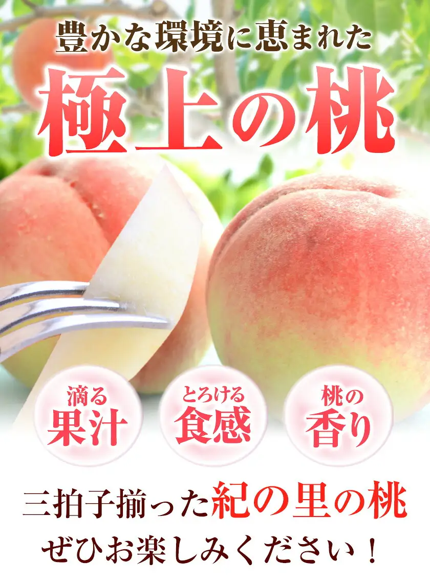 桃 紀の里の桃【2回定期便】約2kg×2回