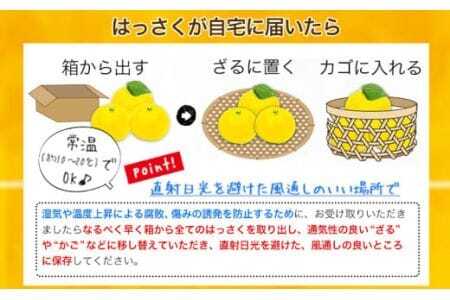 【先行予約】八朔 約10kg（3L～L）