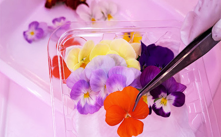 エディブルフラワーセット 食用花Dセット エディブルフラワーセット【生花20輪×4パック クレソン80g ドライ2g】