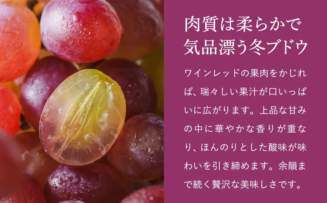 【2026年先行予約】数量限定 訳あり 豊岡ぶどう「紫苑」 約300g×2パック／ 紫苑  しえん ブドウ 葡萄 訳ありぶどう 大粒 強い甘み 爽やかな酸味 新鮮 果物 産地直送 くだもの フルーツ 上品 香り
