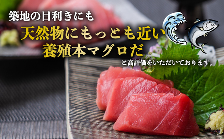 【2027年1月13日発送】 訳あり 本マグロ ブロック 450～600g 媛まぐろ ダイニチ 鮪 D026-031005-270113