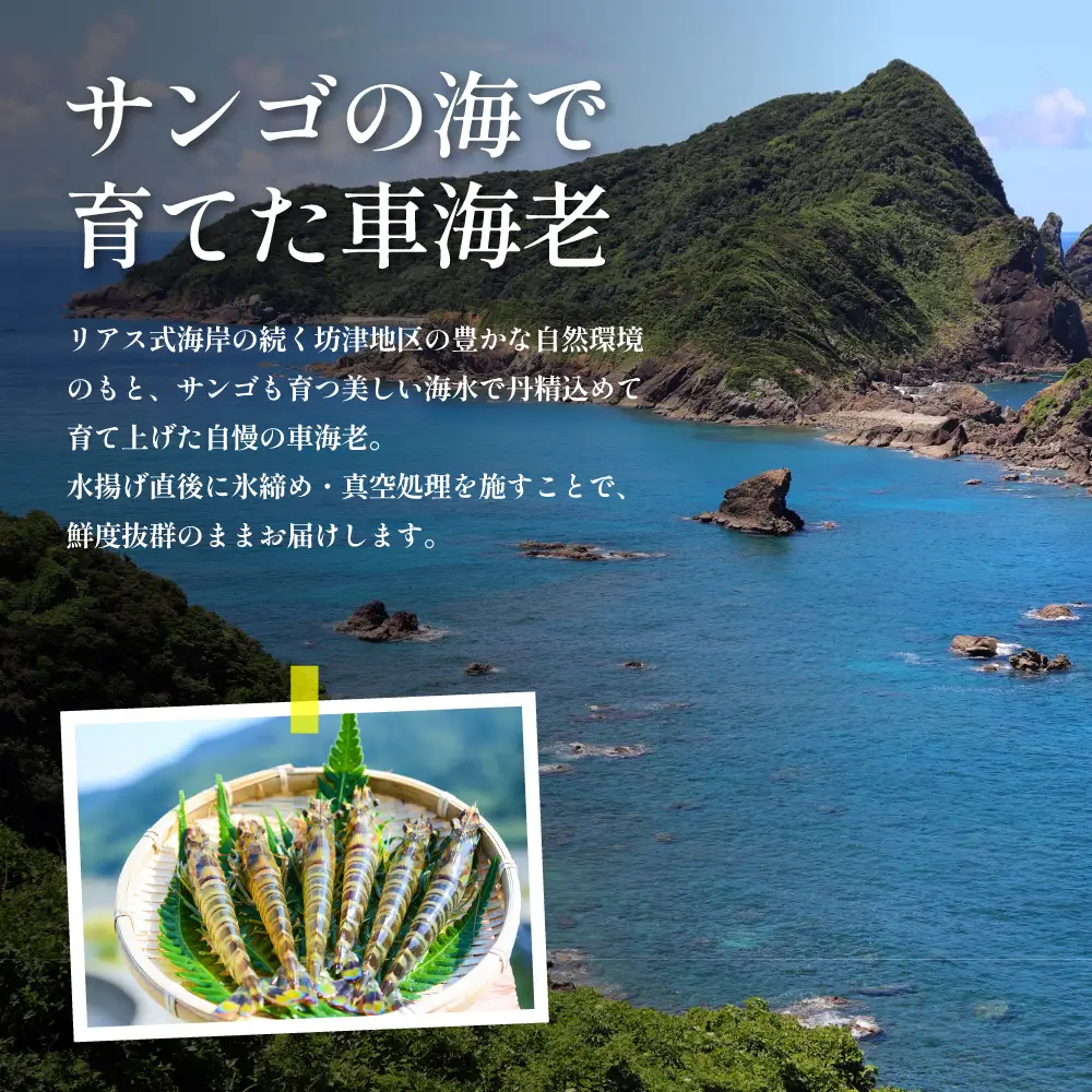 【鹿児島県産】冷凍 車海老 LLサイズ 300g （加熱用） 車エビ 車えび くるまえび 海老 エビ えび 海の幸 海鮮 九州 国産 魚介 魚介類 真空パック 天ぷら エビフライ エビチリ 冷凍 南さつま市