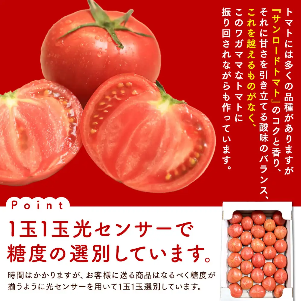 【先行予約 2027年2月～5月出荷予定／限定50箱】全国トマト選手権銅賞受賞トマト『銀丸山口トマト』高糖度トマト　L～Mサイズ