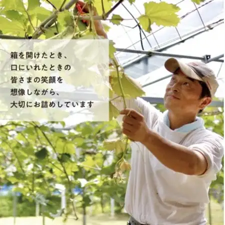 【2026年発送】ぶどう3品種詰合せ(シャインマスカット入)3-5房入/計2kg～(岡山県産)【配送不可地域：離島・北海道・沖縄県】【1678561】
