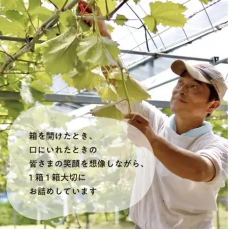 【2026年発送】ぶどう3品種詰合せ(シャインマスカット入)3-5房/計2.4kg～(岡山県産)【配送不可地域：離島・北海道・沖縄県】【1678569】
