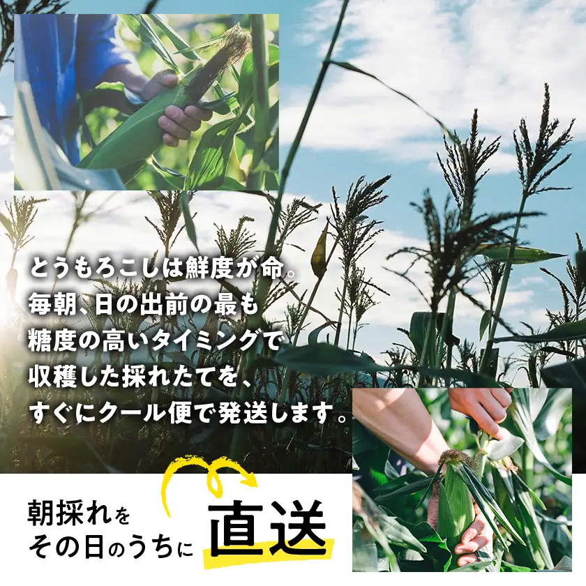 【訳あり】朝採れ 八ヶ岳生とうもろこし はねだし10本(約3kg)〈26年7月～9月下旬発送予定〉【配送不可地域：離島】【1678265】