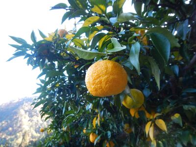 楽しみ方いろいろ！南信州天龍村 ゆずとハチミツ [希釈用ジュース／ご家庭用パウチパック] 