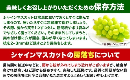 【ふるなび限定】シャインマスカット 約1kg マスカット　FN-Limited-OR