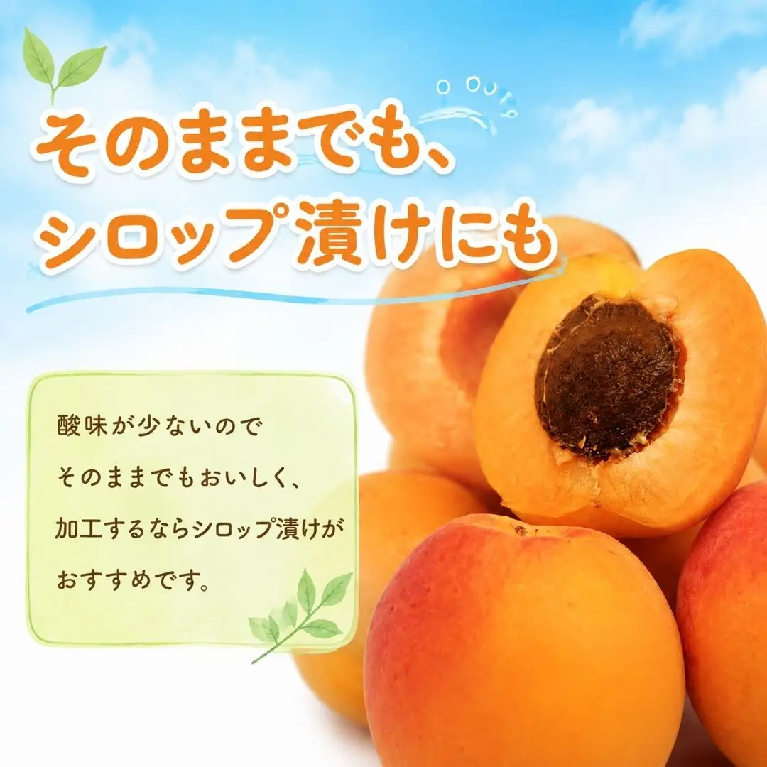 【2027年先行予約】あんず 信州大実(長野県オリジナル品種) 約2kg |あんず 千曲市産