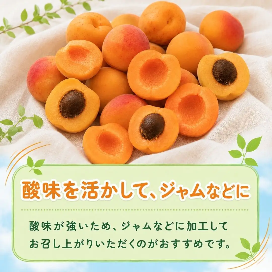 【2027年先行予約】あんず 園主おまかせ セット 計約2kg |あんず 昭和 信州大実 さつき 千曲市産 長野県 信州