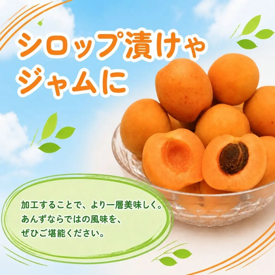 【2027年先行予約】あんず 昭和(長野県オリジナル品種) 約1kg |あんず 千曲市産 長野県 信州