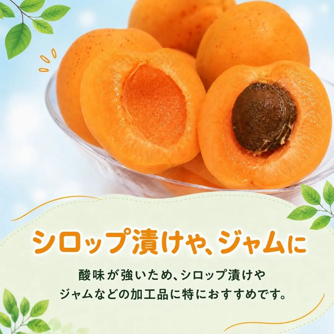 【2027年先行予約】あんず さつき(長野県オリジナル品種) 約1kg |あんず 長野県産 千曲市  信州