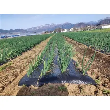 低農薬で作られた甘い玉ねぎ　10kg【1626400】