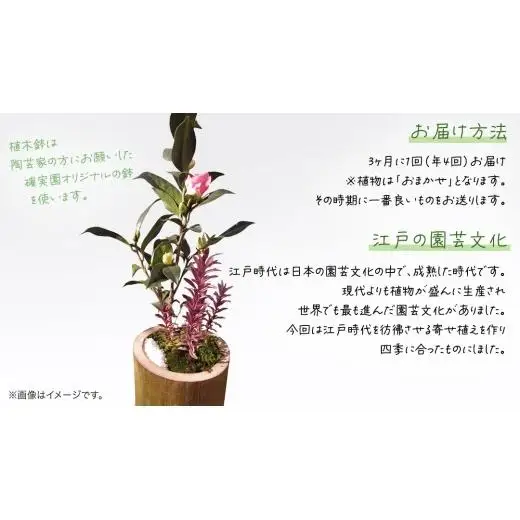 寄せ植え 江戸の四季 【 3ヶ月に1回お届け (全4回お届け) 】