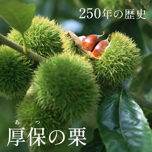 甘くて デカい ! 厚保くり 3Ｌサイズ ( 生栗 ) 約3kg 山口美祢産 ＜ 2026年11月中旬 発送予定＞