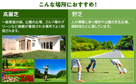 裾野芝（高麗芝）10ロール（10m2）単位　芝 芝生 ガーデニング DIY 庭 天然 天然芝 裾野市 静岡県
